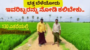 130-acre-paddy-karnataka