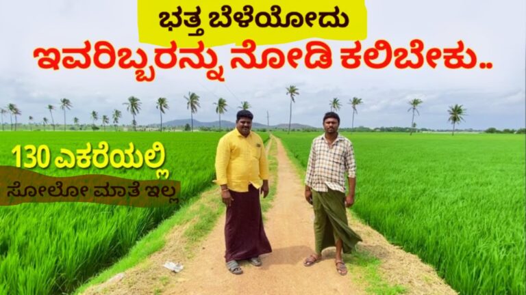 130-acre-paddy-karnataka