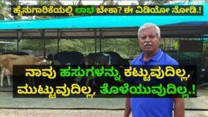 cow-dairy-farming