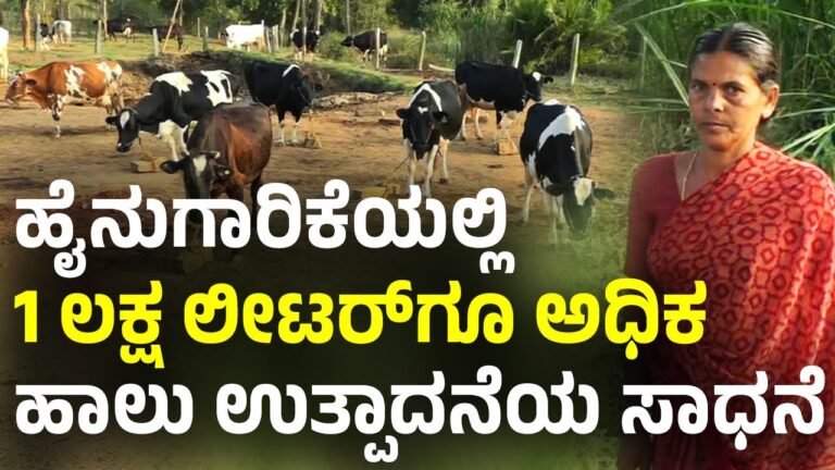 cow-dairy-farming